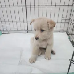 검단구 흰색 믹스견 암컷