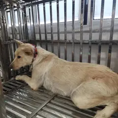 검단구 붉고 엷은 황갈색 믹스견 암컷