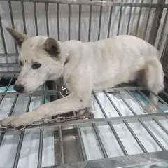 검단구 흰색 믹스견 암컷
