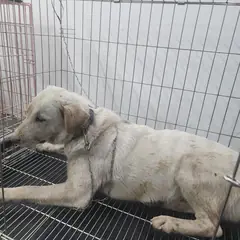 검단구 흰색&황갈색 믹스견 암컷
