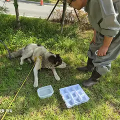 검단구 흰색&검은반점 기타 수컷