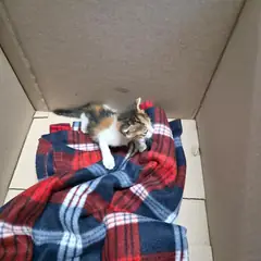 검단구 검은색흰색황토색조합 한국 고양이 암컷