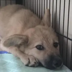 검단구 겨자색 믹스견 암컷