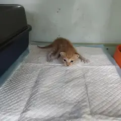 검단구 레몬색&흰색 한국 고양이 성별 미상