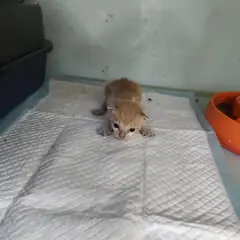검단구 레몬색&흰색 한국 고양이 성별 미상