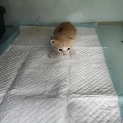 검단구 레몬색&흰색 한국 고양이 성별 미상
