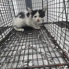 검단구 흰색/검은색 얼룩무늬 한국 고양이 수컷
