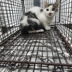 검단구 흰색/검은색 얼룩무늬 한국 고양이 수컷