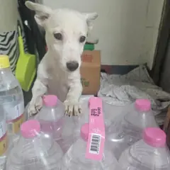 서해구 흰색 믹스견 암컷