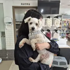 서해구 흰색 푸들 수컷