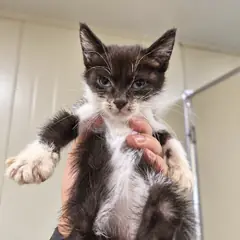 검단구 기타(젖소) 한국 고양이 성별 미상