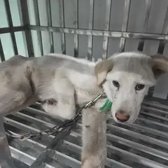 검단구 흰색 믹스견 수컷