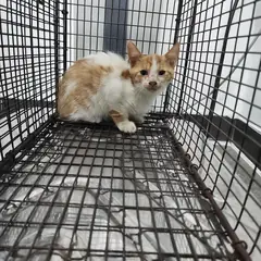 검단구 레몬색&흰색 한국 고양이 수컷