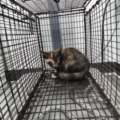 검단구 검은색흰색황토색조합 한국 고양이 암컷