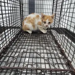 검단구 레몬색&흰색 한국 고양이 암컷