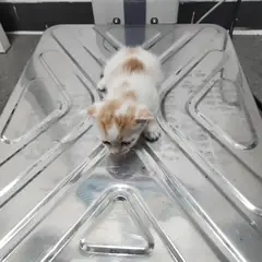 검단구 흰색/검은색 얼룩무늬 한국 고양이 암컷