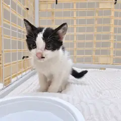 검단구 흰색/검은색 얼룩무늬 한국 고양이 수컷