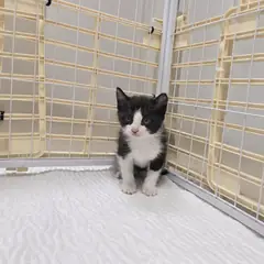 검단구 흰색/검은색 얼룩무늬 한국 고양이 수컷