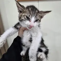 서해구 기타(고등어) 한국 고양이 성별 미상