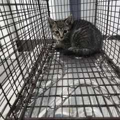 검단구 평행·전체·부분줄무늬 한국 고양이 수컷