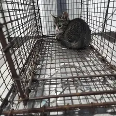 검단구 평행·전체·부분줄무늬 한국 고양이 수컷
