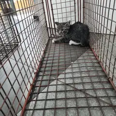 검단구 평행·전체·부분줄무늬 한국 고양이 암컷