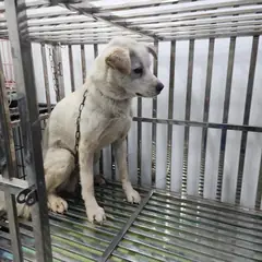검단구 흰색 믹스견 수컷