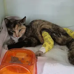 서해구 기타(카오스) 한국 고양이 암컷