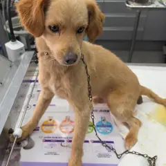 강화군 갈색 믹스견 수컷