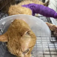 강화군 레몬색&흰색 한국 고양이 수컷