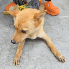 강화군 갈색 믹스견 암컷