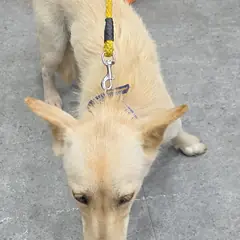 강화군 흰색 믹스견 암컷