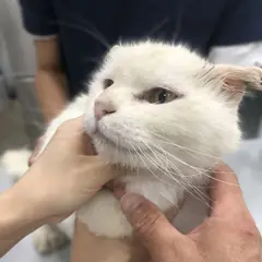 강화군 기타(흰색) 믹스묘 수컷