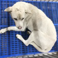 강화군 흰색 믹스견 수컷