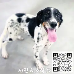 강화군 흰색&검은반점 믹스견 수컷