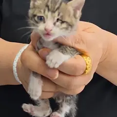 강화군 기타(검은줄무늬) 한국 고양이 수컷