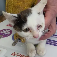 강화군 흰색/검은색 얼룩무늬 한국 고양이 암컷