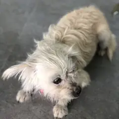 강화군 흰색 믹스견 암컷