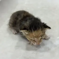 강화군 검은색흰색황토색조합 한국 고양이 암컷