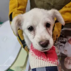 옹진군 흰색 믹스견 암컷