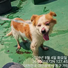 동구 흰색&황갈색 믹스견 암컷
