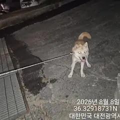 동구 붉고 엷은 황갈색 진도견 수컷