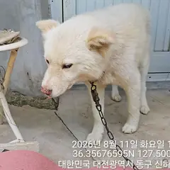 동구 흰색 믹스견 수컷