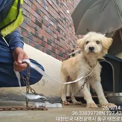 동구 기타(황색) 말티즈 수컷