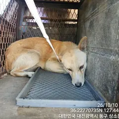 동구 갈색 믹스견 암컷