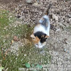 동구 검은색흰색황토색조합 한국 고양이 암컷