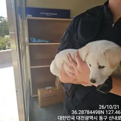 동구 흰색 동경견 암컷