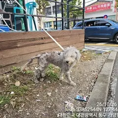 동구 은색&흰색 베들링턴 테리어 암컷