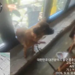 중구 황갈색 믹스견 암컷