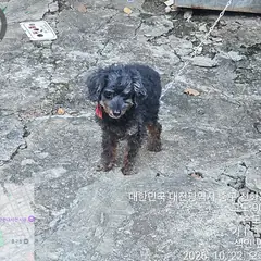 중구 흑갈색 푸들 성별 미상